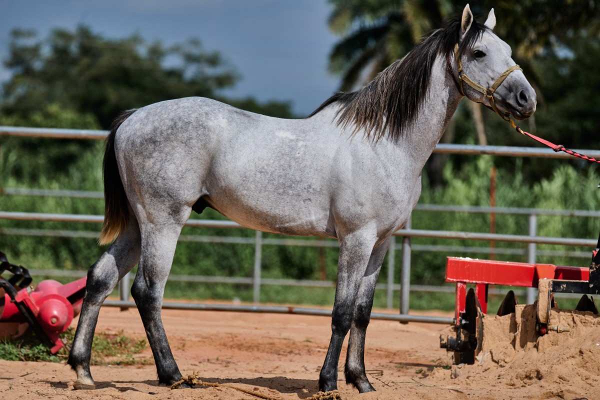 Al-Buraq