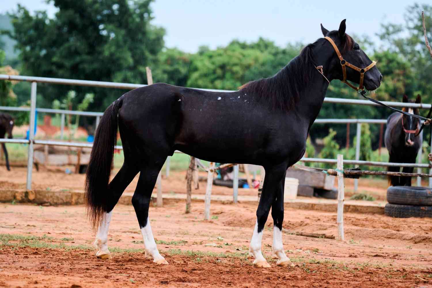 Arewa-Black